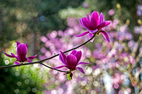 Magnolia 'Shirazz' (denudata x 'Vulcan') arboretum Wespelaar