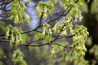 Acer opalus subsp. obtusatum