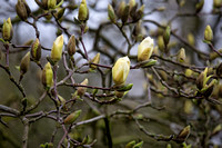 Magnolia 'Yellow Fever' (acuminata x denudata)