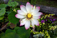 Nelumbo 'Small Three-coloured' lotus