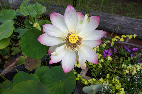 Nelumbo 'Small Three-coloured' lotus