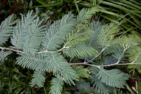 Acacia dealbata var Subalpina