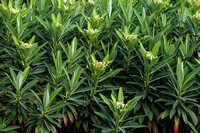 Euphorbia × pasteurii 'John Phillips'