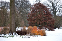 Cornus sanguinea 'Winter Beauty'
