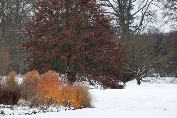 Cornus sanguinea 'Winter Beauty'