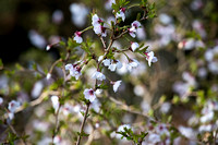 Prunus incisa 'Kojo-no-mai'