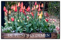 Daguitstap naar romantische bloembollentuin in Nederland op zaterdag 20 april 2024