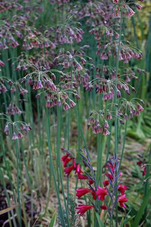 Dry Garden, Gladiolus communis subsp. byzantinus,Nectaroscordum