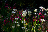 Dry Garden,Allium nigrum, Gladiolus communis subsp. byzantinus