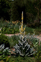 Verbascum bombificerum in the Dry Garden
