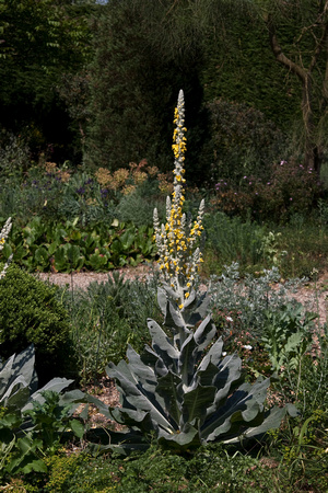 Verbascum bombificerum in the Dry Garden
