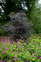 Sambucus nigra f. porphyrophylla 'Black Beauty' en geranium psilostemon  in Stillingfleet