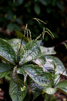 Chloranthus fortunei