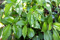Pilea platanifolia