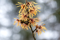 Hamamelis japonica 'Arborea'