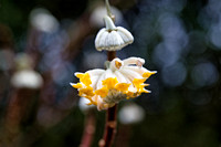 Edgeworthia chrysantha 'Grandiflora'