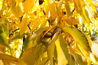Carya ovata (witte bitternoot)- arboretum Wespelaar