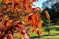 Aesculus x neglecta 'Autumn Fire'- arboretum Wespelaar