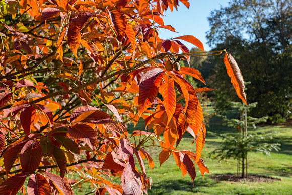 Aesculus x neglecta 'Autumn Fire'- arboretum Wespelaar
