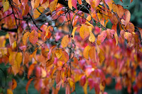 Prunus serrulata 'Autumn Glory'