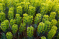 Euphorbia - terras binnenkoer