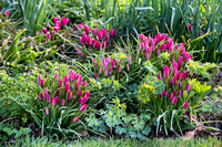 Tulipa 'Little Beauty' - bostuin
