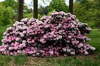 Rhododendron 'Seven Stars'