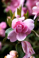 Camellia x williamsii 'Donation' in arboretum Wespelaar