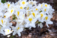Rhododendron 'Persil' in arboretum Wespelaar