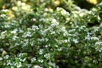 Photinia villosa f. 'Maximowicziana' in arboretum Wespelaar