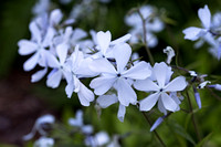 Phlox divaricata 'Clouds of Perfume'  - arboretum Wespelaar