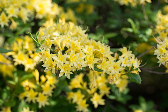 Azalea 'Narcissiflora' - arboretum Wespelaar
