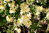 Rhododendron 'Daviesii' in arboretum Wespelaar