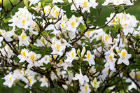 Rhododendron 'Persil' - arboretum Wespelaar