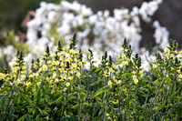 Thermopsis chinensis