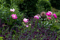 Paeonia 'Bowl of Beauty' en Salvia 'Nachtvlinder'