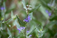Caryopteris x clandonensis 'Heavenly Blue' - Blauwe spirea/Baardbloem