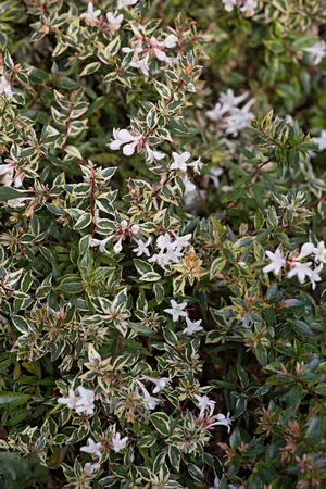 Abelia x grandiflora 'Confetti'