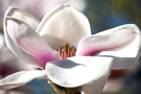 Magnolia ' Athene' in Arboretum Wespelaar