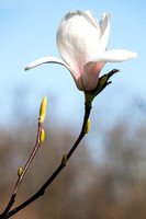 Magnolia ' Spring Rite' in Arboretum Wespelaar