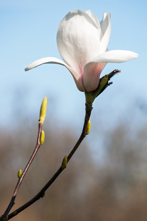 Magnolia ' Spring Rite' in Arboretum Wespelaar