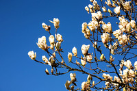 Magnolia ' Yellow Lantern ' in Arboretum Wespelaar