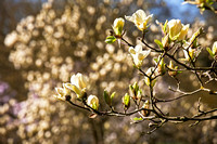 Magnolia ' Yellow Fever ' in Arboretum Wespelaar