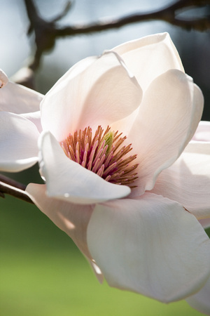 Magnolia ' Athene' in Arboretum Wespelaar