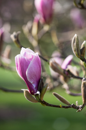Magnolia ' Winelight' in Arboretum Wespelaar