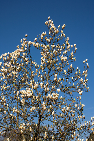 Magnolia ' Yellow Lantern ' in Arboretum Wespelaar