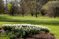Narcissen in Arboretum Wespelaar