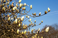 Magnolia ' Yellow Fever ' in Arboretum Wespelaar