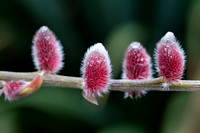 Salix gracilistyla 'Mount Aso'
