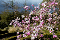 Magnolia x loebneri ' Leonard Messel '